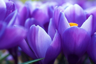 Free Wallpapers Downloading   DOTA 2 HEROES