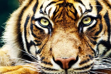 Sleepy Tiger   Best iPhone 5s Wallpapers