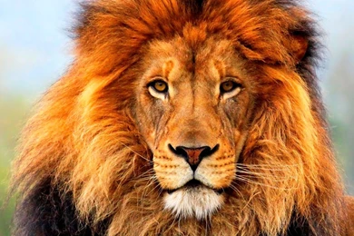 Stunning Animals High Definition Wallpapers   Zibrato