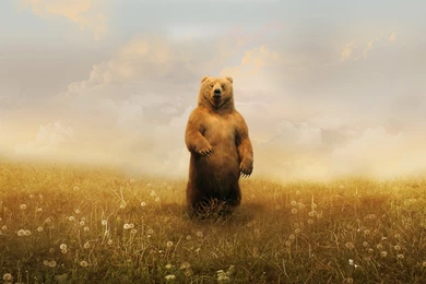Awesome Bear Standing Wallpapers Photos