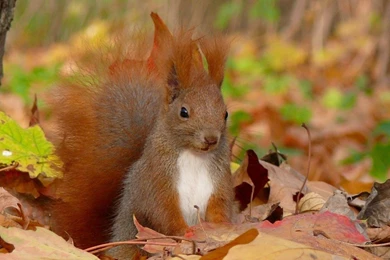 Butterflies: Beautiful Butterfly Cool Picture Best Wallpapers For ...