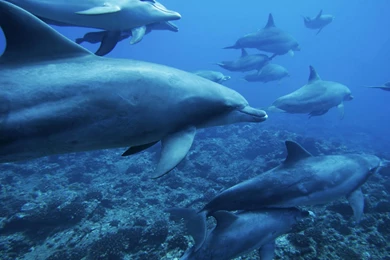 Animal Wallpapers, Desktop Images, Animal Eyes, Hairy Pets, Best ...