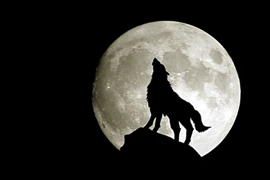 Wolf Wallpapers HD Free Download