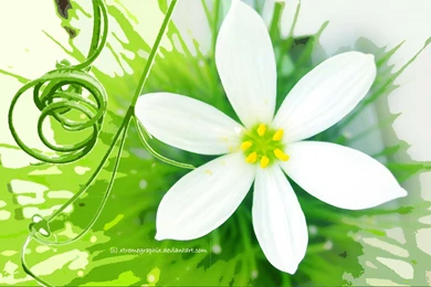Flower widescreen By Xtremegraphix On DeviantArt