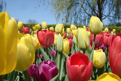 Tulips Flower Wallpapers 166753