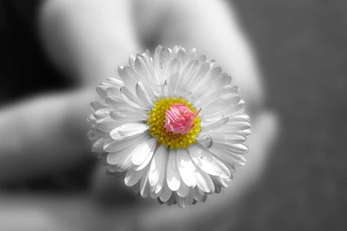 Small_white_flower_widescreen_wallpaper_97393