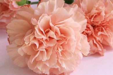 Free Download 25 Best Peach Flower HD Wallpapers 2015