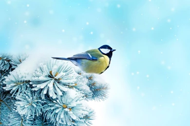 Winter Night Snowy Cool Wallpapers 3962   HD Wallpapers Site