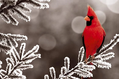 Winter Cardinal Bird Computer Backgrounds 3821   HD Wallpapers Site