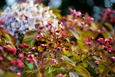 Autumn Flower HD Wallpapers ~ Toptenpack.com