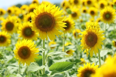Flower Flowers Flowers Sunflower Yellow Sun Backgrounds The Field ...