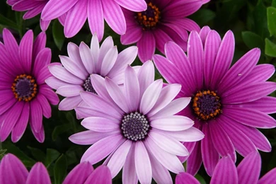 Nature Backgrounds, Hd Wallpapers, Mother Nature, Flower Images ...