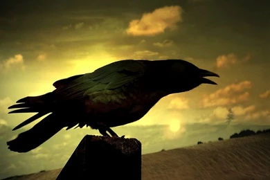 Top 10 Birds HD Wallpapers   HD Wallpapers Inx