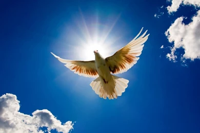 Beautiful Birds HD Wallpapers   HD Wallpapers Inx