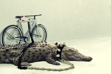 Urban, Cool, Bike, Mac, 2560x1440 HD Wallpapers And FREE Stock Photo