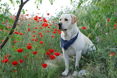 Animal, Labrador, Retriever, Full, Hd, Wallpapers, Images, New ...