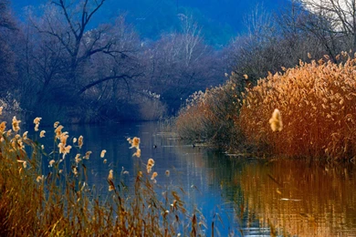 Natural Beauty HD Foxy Wallpapers Free HD Wallpapers   Download ...