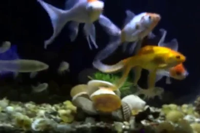 Fish Night Fish Tank Wallpapers Hd For Desktop Full Screen ...