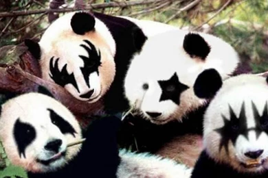 Wallpapers Hard Rock Pmrtorrent Org Funny Pack 2560x1600