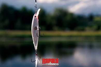 Rapala Fishco – Wallpapers