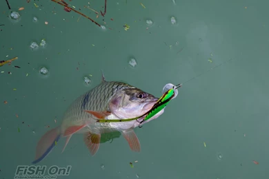 The Krasoob (Sebarau) Of Khao Laem Lake (Part 2)   Fish On ...