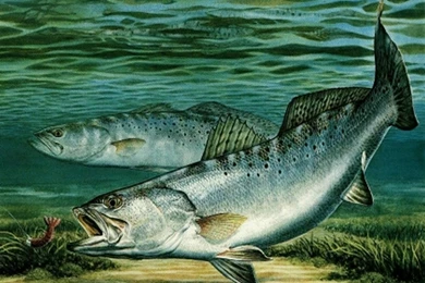 Wallpapers Rapala Free For Your PC Set 1024x768