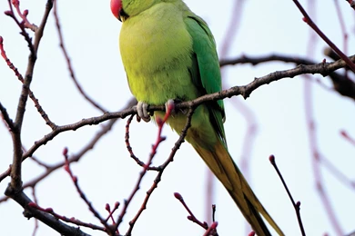 Parrot Free Desktop Backgrounds Wallpapers   Wallpaperss HD