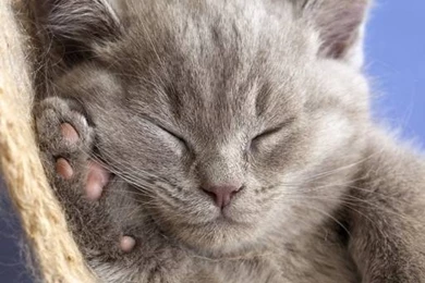 Weekend iPad Wallpapers: One For Cat Lovers