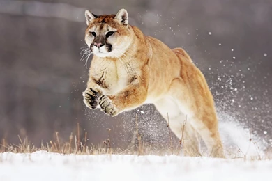 Osx Mountain Lion Wallpaper Images