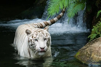 Wallpapers PC Free   Wallpapers Cave