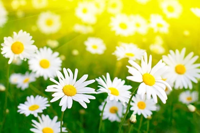 Daisy Flower Wallpapers HD Pictures