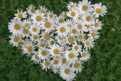 Photography   Page 277