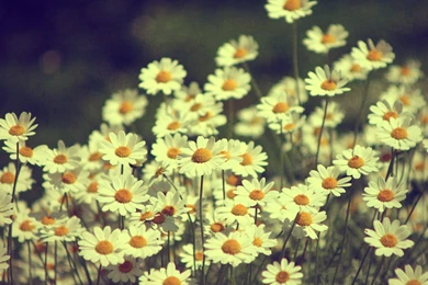 Download Wallpapers 3840x2400 Daisies, Flowers, Field, Summer Ultra ...