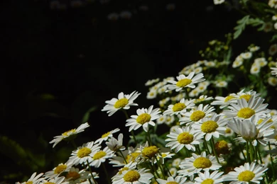 File:Daisies Against Dark Backgrounds More Daisies Unfocused.jpg ...