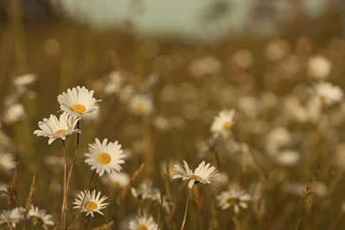 Daisies On A Blurred Backgrounds Wallpapers And Images Wallpapers ...