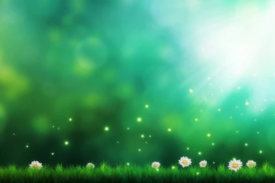 2560x1600 Daisies Green Backgrounds Wallpapers