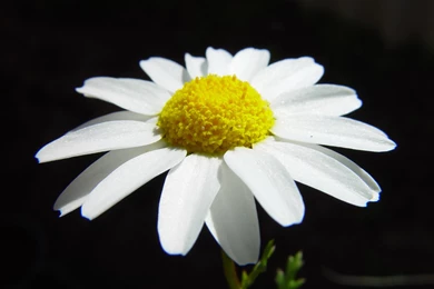 File:Daisy On Dark Background.jpg   Wikimedia Commons