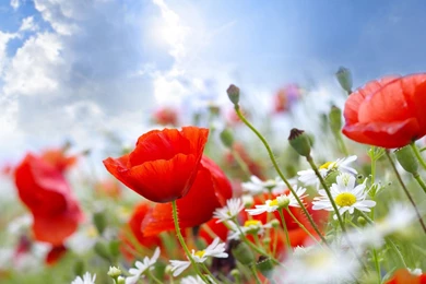 Download Wallpapers Poppies, Daisies, Field, Sky, Blur, Summer HD ...
