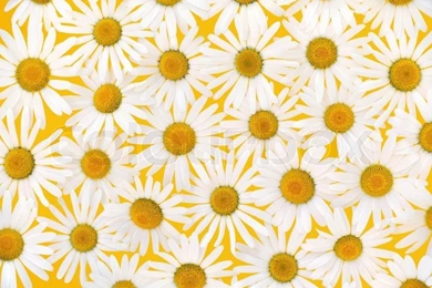 Fresh Daisies Flower Heads Over Yellow Backgrounds – Backgrounds ...