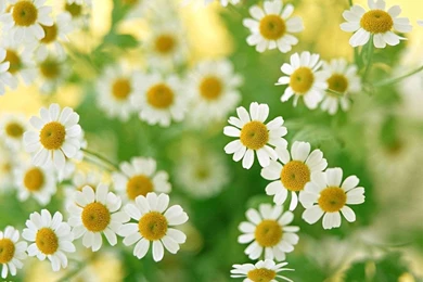 White Daisies Stock Images 8068 Hd Wallpapers