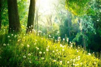 3 Hours Of Relaxing Music   Relaxation Music, Spa, Sleep, Study ...