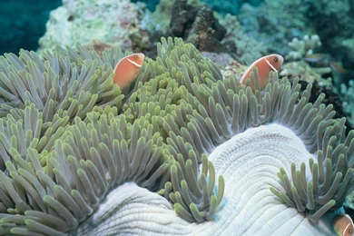 Marvelous Underwater Scene Marine Ocean Water Reef Fish Fish Free ...