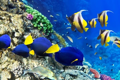 Coral Reefs Wallpapers: School Reef Ocean Diving Butterfly Fish ...