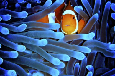 Oceans Wallpapers: Video Games Ocean Cyborgs Redheads Artwork ...