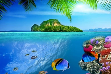 TROPICAL REEF WALLPAPER   (