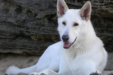Lying White Shepherd Dogs Photo And Wallpaper. Beautiful Lying ...