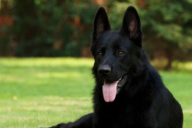 Mac iMac 27 Animals Wallpapers, Desktop Backgrounds HD Downloads ...