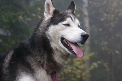 White Husky German Shepherd Mix   Wallpaper.