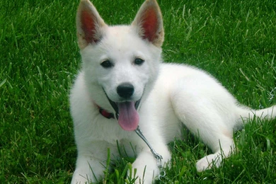 10 Facts About German Shepherd Dog You Need To Know ...