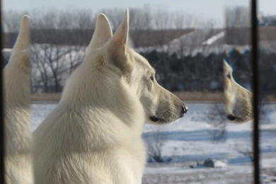 Desktop Pics Of White German Shepherd Dogs Wallpapers